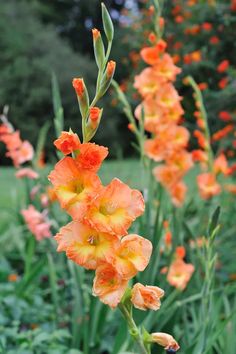 orange and yellow flowers blooming in a garden