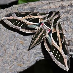 a large moth sitting on top of a tree branch