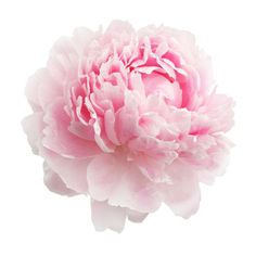 a large pink flower on a white background