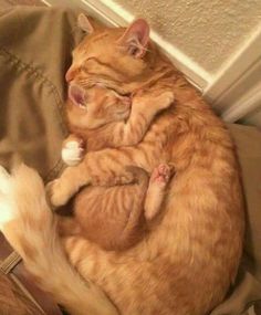 an orange cat is curled up in a chair