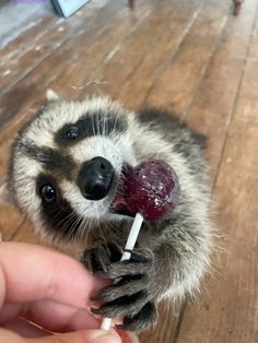 a small raccoon holding a lollipop in it's mouth