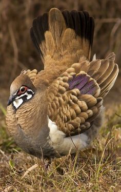 a brown and white bird is standing in the grass