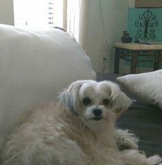 a small white dog laying on top of a bed