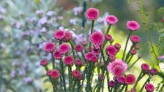 pink flowers are growing in the garden with green stems and purple flowers behind them on a sunny day