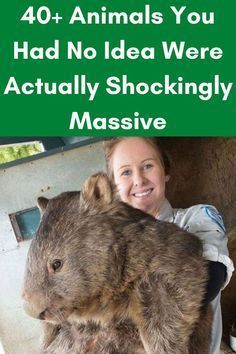 a woman is holding a stuffed animal in her arms with the words 40 animals you had no idea were actually shockingly massive