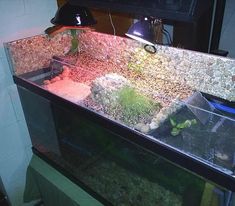 a fish tank filled with plants and rocks