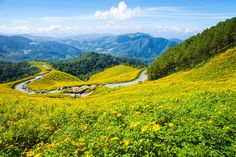 a winding road in the middle of a green valley with yellow flowers and mountains behind it