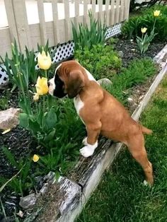 a brown and white dog standing on top of a wooden bench in the grass next to flowers