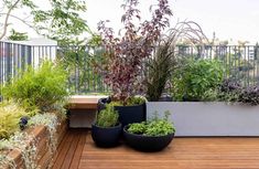 several different types of plants on a wooden deck