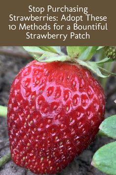 a close up of a strawberry plant with text overlay reading stop purchasing strawberries adopt these 10 method for a beautiful strawberry patch