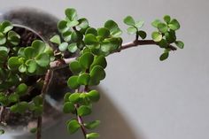 a small green plant in a silver pot on a white counter top next to a metal faucet