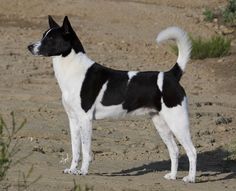 a black and white dog standing in the dirt