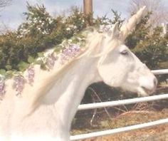 a white horse with flowers on its head is standing in front of a fence and looking at the camera