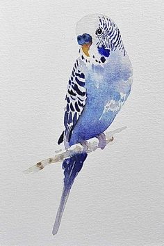 a watercolor painting of a blue parakeet perched on a branch