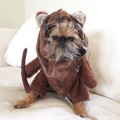 a small dog dressed up in a costume