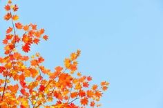 an orange and yellow leafed tree against a blue sky