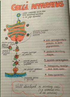 an open notebook with diagrams and notes on the topic of gola apathus