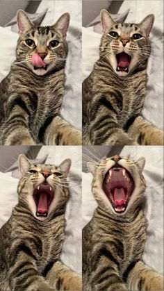 four pictures of a cat with its mouth open and tongue out, showing different stages of teeth