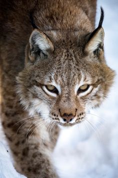 a close up of a cat walking in the snow with it's eyes open