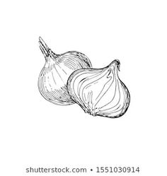 two onions on a white background are drawn by hand in black and white pencils