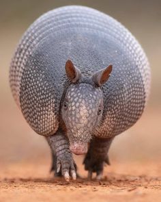 an armadile walking across a dirt field