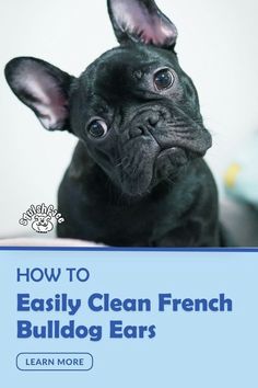 a small black dog with the title how to easily clean french bulldog ears learn more