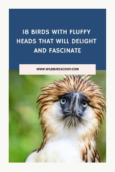 Pack your binoculars and join us on a virtual journey around the globe. We're spotting fluffy-headed birds from the lush forests of North America to the sun-soaked coasts of Australia. We’ll introduce you to the best birdwatching locations and tips on spotting these feathery cuties. Let’s take flight towards our website!