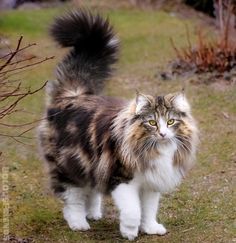 a fluffy cat standing on top of a grass covered field