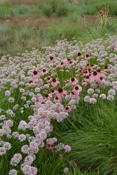 pink and white flowers in the middle of a field with tall grass on either side