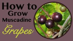 how to grow muscadine grapes