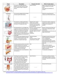 the human body and its functions worksheet for students to learn in this class