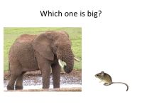 an elephant standing next to a mouse on top of a white sheet with the words which one is big?