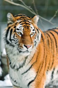 a tiger standing in the snow looking at something