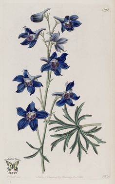 an illustration of blue flowers on a white background with green stems and leaves in the foreground