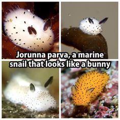 four different types of sea animals with caption that reads, jorunna parva, a marine snail that looks like a bunny