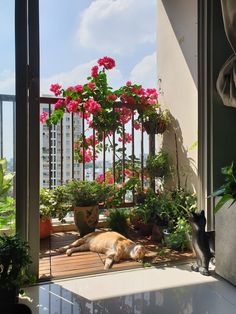 a dog laying on the floor in front of a window with pink flowers and potted plants