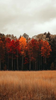 a field with tall brown grass and trees in the background on an overcast day