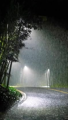 an empty street at night in the rain with lights on and trees lining the road