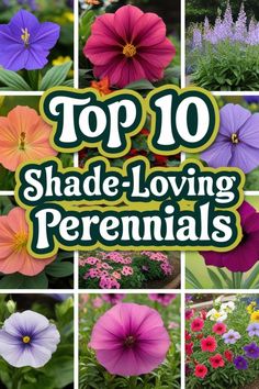 the top 10 shade - loving perennials