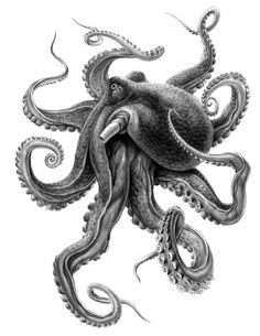 an ink drawing of an octopus with tentacles on it's back and its head in the air