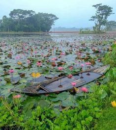 a small boat floating on top of a lake filled with water lillies and pink flowers