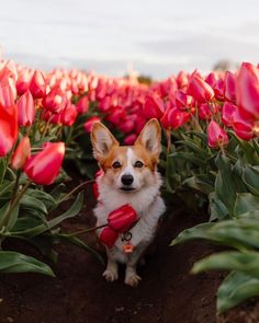 a small dog sitting in the middle of a field of red tulip's