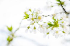 some white flowers are blooming on a tree