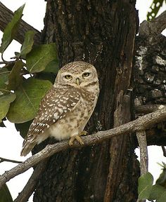 an owl is perched on a tree branch