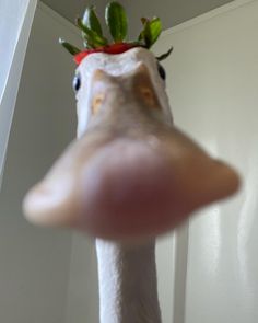 Strawberry hat duck What The Duck, Quack Quack