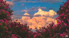 pink flowers and clouds in the sky with a half moon visible through some trees at sunset