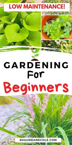 the words gardening for beginners are in front of pictures of plants and flowers with text overlay