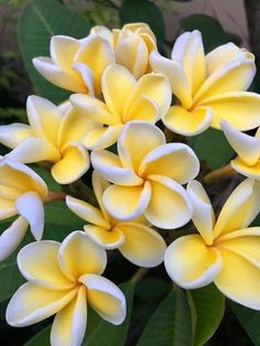 yellow and white flowers with green leaves in the background