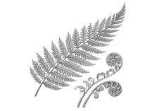 a drawing of a fern leaf on a white background