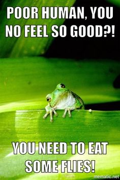 a frog sitting on top of a green leaf with the caption poor human, you no feel so good? you need to eat some flies